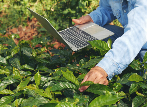 CECAFE EUDR FINAL8 1