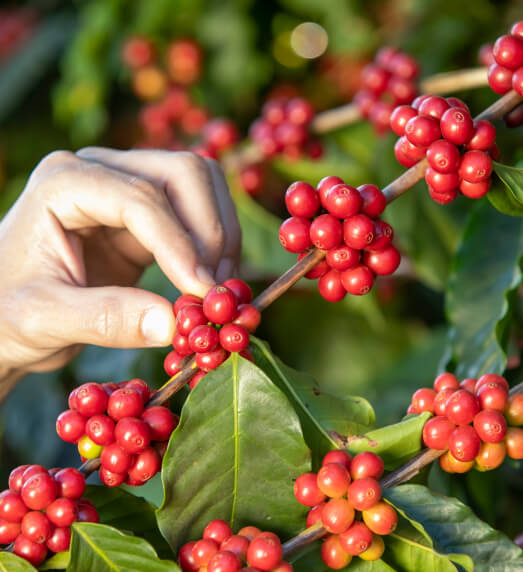 harvesting coffee berries by agriculture coffee b 2023 11 27 05 36 50 utc 1