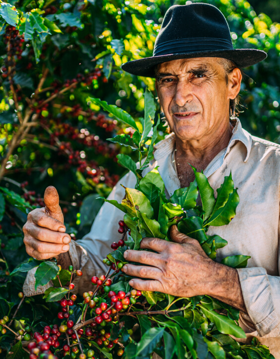 Um homem usando um chapéu preto está em pé em meio a plantas de café, segurando galhos com cerejas vermelhas maduras.