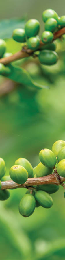 A closeup of coffee beans on tree branches in a field under the sunlight at daytime
