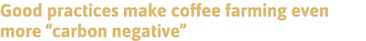 Good practices make coffee farming even more  carbon negative 